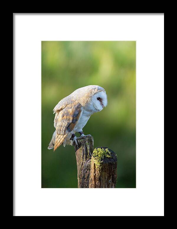 Barn Owl Framed Print featuring the photograph Barn Owl #5 by Anita Nicholson