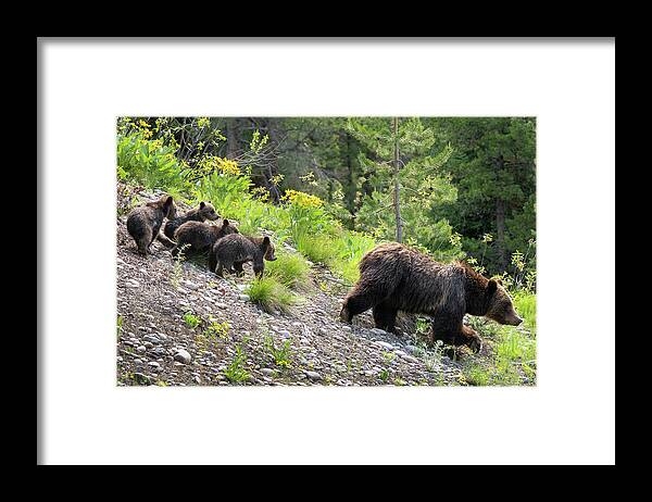 Bear Framed Print featuring the photograph 4 Cubs with Mama Grizzly Bear #399 by Wesley Aston