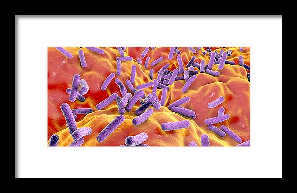 Panoramic Framed Print featuring the drawing Faecalibacterium prausnitzii bacteria, illustration #4 by Kateryna Kon/science Photo Library