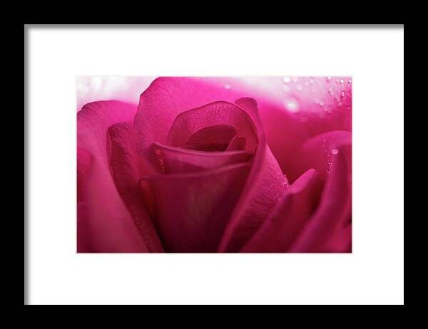 Beauty Framed Print featuring the photograph Magenta Rose Macro #4 by K Bradley Washburn