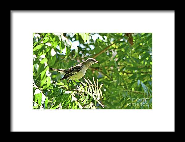Northern Mockingbird Framed Print featuring the photograph Northern Mockingbird #4 by Amazing Action Photo Video