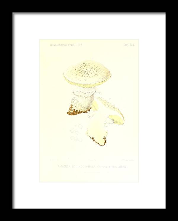 Amanita Framed Print featuring the mixed media Vintage, Poisonous and Fly Mushroom Illustrations #4 by World Art Collective