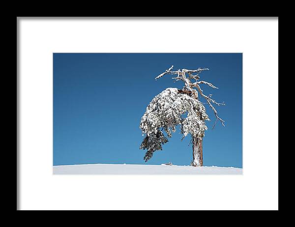 Single Tree Framed Print featuring the photograph Winter landscape in snowy mountains. frozen snowy lonely fir trees against blue sky. by Michalakis Ppalis