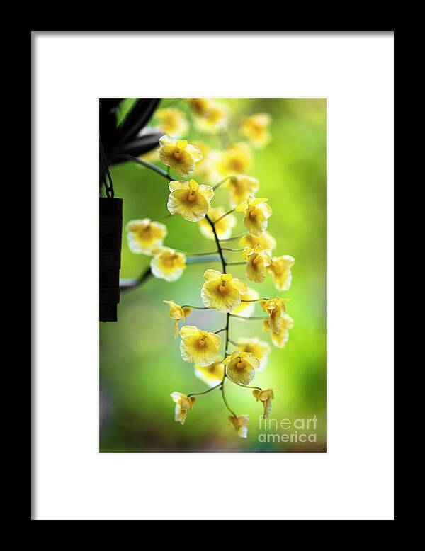 Background Framed Print featuring the photograph Yellow Orchid Flowers #4 by Raul Rodriguez