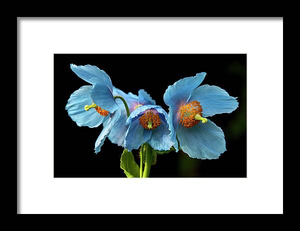 Himalayan Blue Poppies Framed Print featuring the photograph Blue Poppies #4 by Louise Tanguay