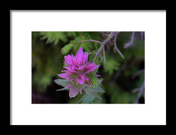  Framed Print featuring the photograph Indian Paintbrush #5 by Laura Terriere