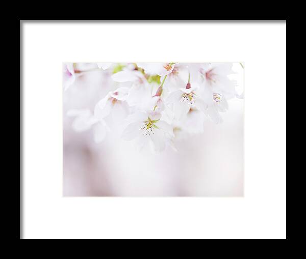 Cherry Blossom Framed Print featuring the photograph Soft pastel Cherry Blossoms in Spring #5 by Nailia Schwarz