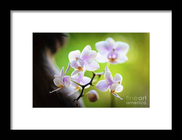 Background Framed Print featuring the photograph White Orchid Flowers #5 by Raul Rodriguez