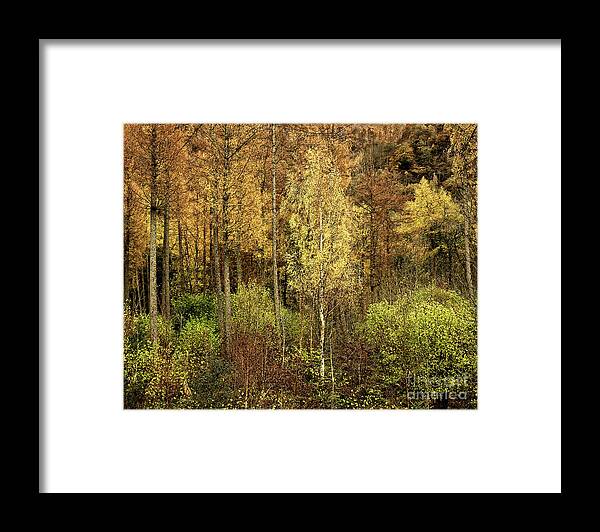 50 Shades Gold Golden Autumn Wonderland Fall Smart Uk Woodland Woods Forest Trees Foliage Leaves Beautiful Birch Crown Beauty Landscape Rich Colors Yellow Delightful Magnificent Mindfulness Serenity Inspirational Serene Tranquil Tranquillity Magic Charming Atmospheric Aesthetic Attractive Picturesque Scenery Glorious Impressionistic Impressive Pleasing Stimulating Magical Vivid Trunks Effective Green Bushes Delicate Gentle Joy Enjoyable Relaxing Pretty Uplifting Poetic Orange Red Fantastic Tale Framed Print featuring the photograph Fifty Shades Of Gold by Tatiana Bogracheva