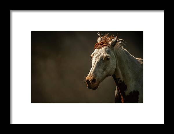Horses Framed Print featuring the photograph Untitled #54 by Ryan Courson