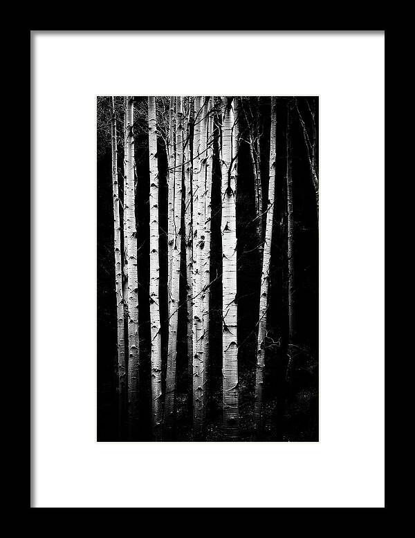 Co Framed Print featuring the photograph Aspen trunks in black and white by Doug Wittrock