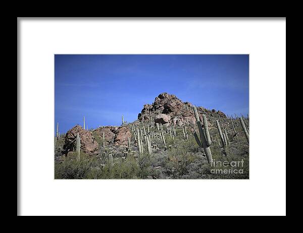 Saguaro National Park Framed Print featuring the photograph Saguaro National Park #6 by Leslie M Browning