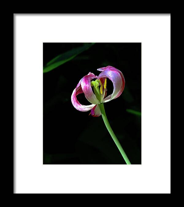 Tulip Framed Print featuring the photograph Tulip #6 by Sarah Lilja