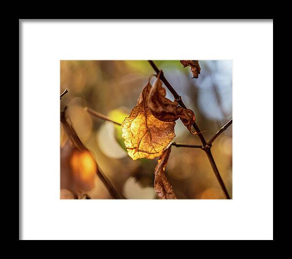 Landscape Framed Print featuring the photograph Nature Photography - Fall Leaves by Amelia Pearn