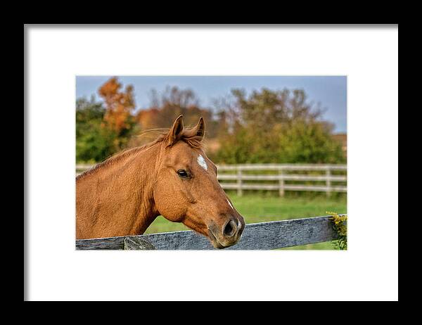 Airey Framed Print featuring the photograph Autumn Horses of Uxbridge #9 by Dee Potter