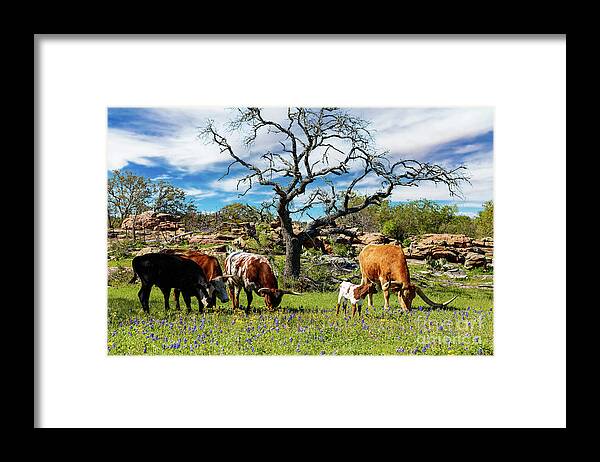 African Breed Framed Print featuring the photograph Texas Hill Country #9 by Raul Rodriguez