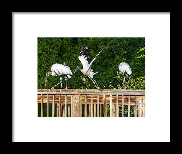 Storks Framed Print featuring the photograph A Band of Brother Storks at Eagle Lake Park in Florida by L Bosco
