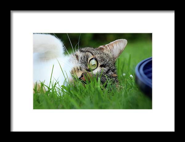 Domestic Cat Framed Print featuring the photograph Gaze of a domestic cat by Vaclav Sonnek