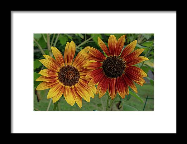 Sunflower Framed Print featuring the photograph A Beautiful Couple by Linda Howes
