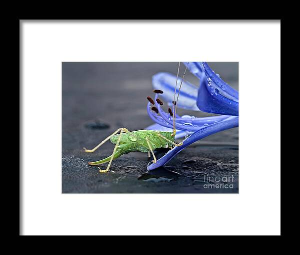 Beauty Beast Cricket Agapanthus Flower Insect Green Drinking Feeding Blue Action Macro Close Up Delightful Nature Beautiful Fantastic Magical Poetic Colorful Vivid Bright Humor Funny Fun Bizarre Thirsty Water Drops Climbing Climber Dew Framed Print featuring the photograph A BEAUTY AND A BEAST- the climber by Tatiana Bogracheva