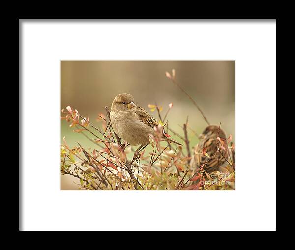 Bird Couple Two Autumn Soft Shades Couple Nesting Tender Browning Light Brown Beauty Beautiful Delicate Delightful Portrait Modelling Red Leaves Relaxing Pastoral Pastel Watercolor Nature Poetic Aesthetic Picturesque Painterly Fantastic Fabulous Quiet Landscape Together Togetherness  Framed Print featuring the photograph A Bird, A Couple Is Nesting For Winter by Tatiana Bogracheva