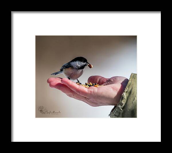 Bird Framed Print featuring the photograph A Bird in the Hand by Regina Muscarella