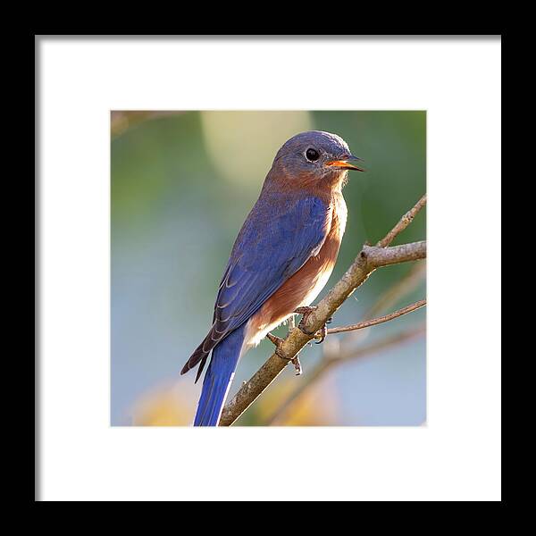 Bluebird Framed Print featuring the photograph A Bit of Bluebird Sunshine by Mary Buck