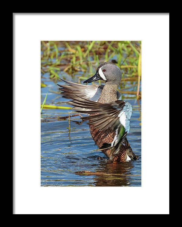 Birds Framed Print featuring the photograph A Blue-winged Teal by David Lee