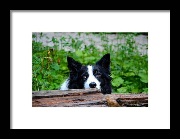 Dog Framed Print featuring the photograph A border collie is waiting for a task. by Bernhard Schaffer