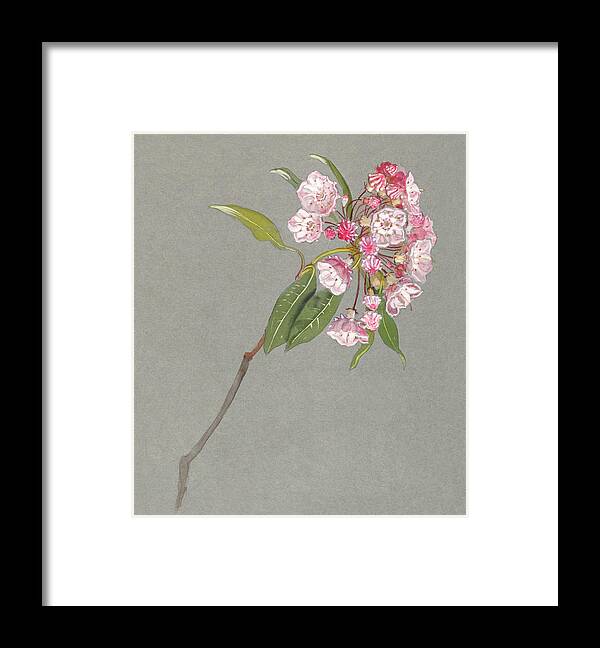 19th Century Framed Print featuring the painting A Bough of Mountain Laurel with Leaves and Blossoms by MotionAge Designs