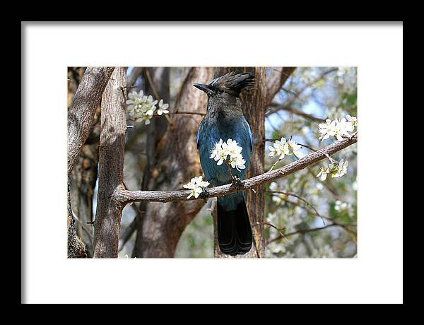 Stellers Jay Framed Print featuring the photograph A Bouquet for You by Donna Kennedy