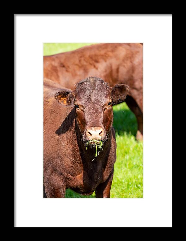 Grass Framed Print featuring the photograph A Brown Cow by Lemanieh