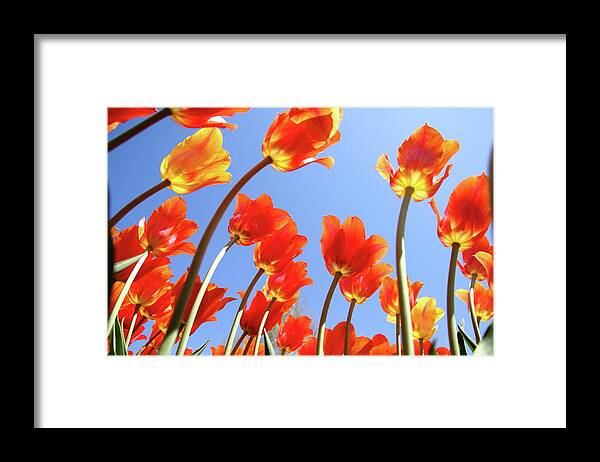 Nature Framed Print featuring the photograph A Bugs View by Lens Art Photography By Larry Trager