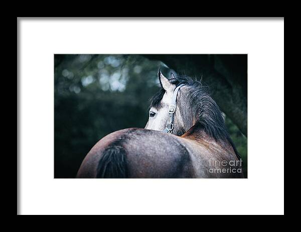 Horse Framed Print featuring the photograph A close-up portrait of horse profile in nature by Dimitar Hristov