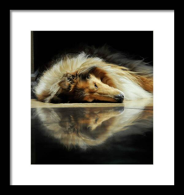 Dog Framed Print featuring the photograph A Collie's Travertine Reflection by Bonnie Colgan