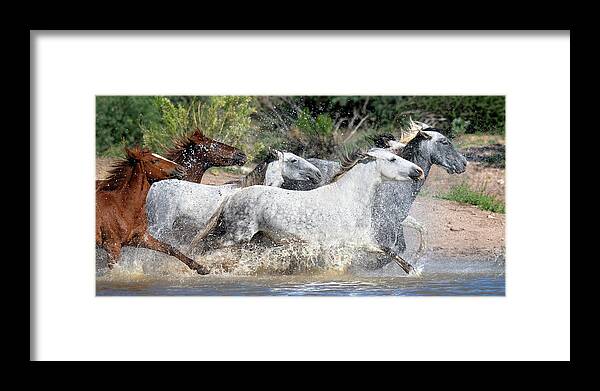 Stallion Framed Print featuring the photograph A colorful splash. by Paul Martin