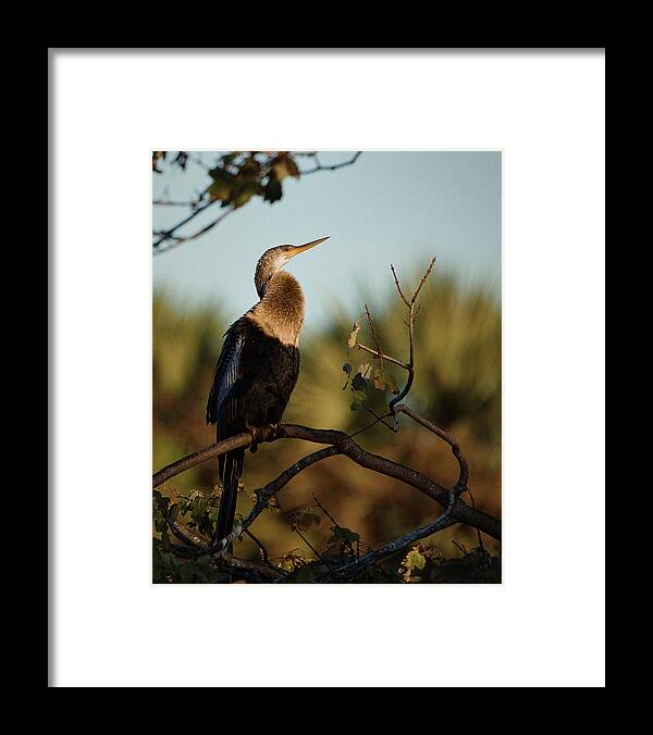 Florida Framed Print featuring the photograph A Cormorant rests on Bird Island by John Simmons