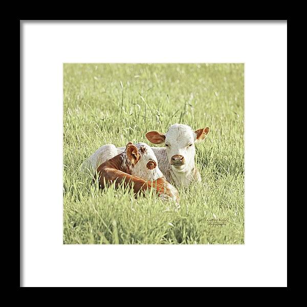 Texas Longhorns Wall Art Framed Print featuring the photograph A cuddle of calves by Cathy Valle