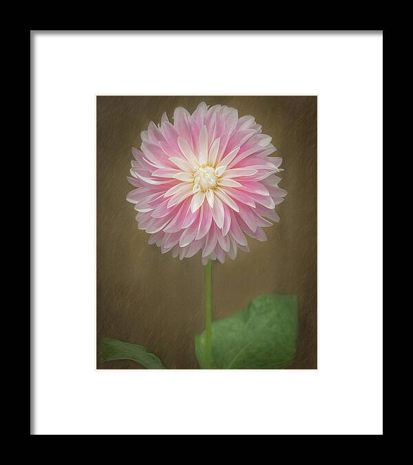 Pink Framed Print featuring the photograph A Dainty Dahlia by Sylvia Goldkranz