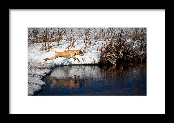 Dawn Framed Print featuring the photograph A dog jumping into a lake. by Dustin Abbott