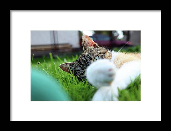 Golden Hour Framed Print featuring the photograph Cat head looking from behind her paws and look right to camera. by Vaclav Sonnek