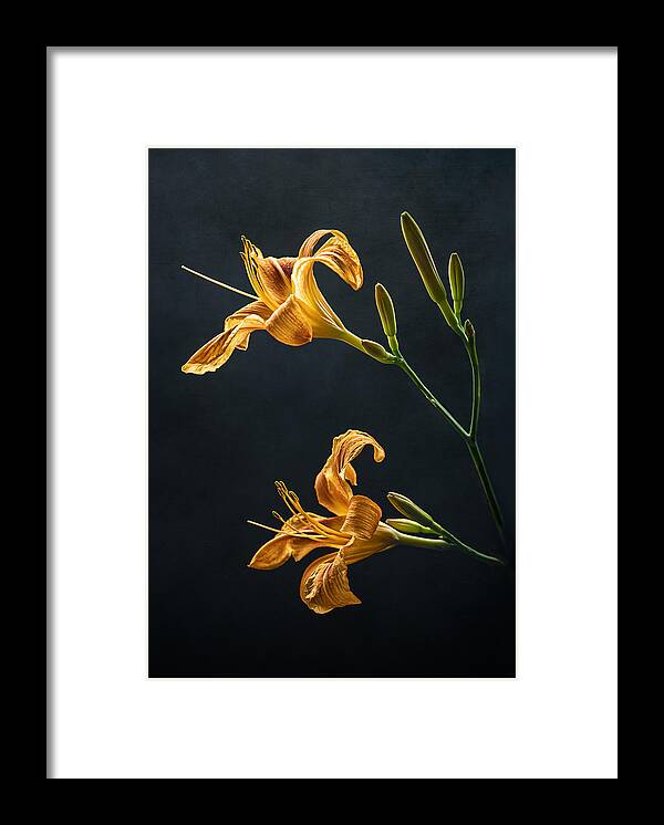 Stilllife Framed Print featuring the photograph A duo of Daylilies by Maggie Terlecki