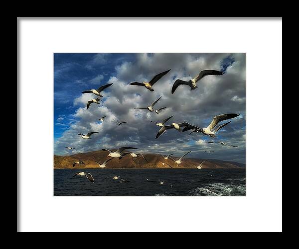 Photo Framed Print featuring the photograph A Flock of Seagulls by John A Rodriguez