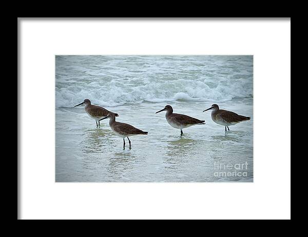 Willet Framed Print featuring the photograph A Flock of Willets on the Beach on Honeymoon Island by L Bosco