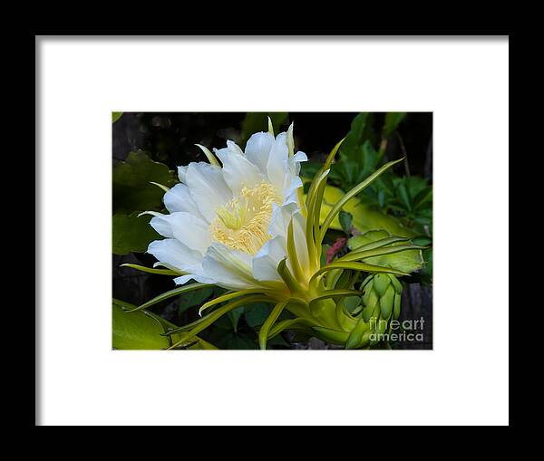 Dragon Fruit Framed Print featuring the photograph A Flowering Dragon Fruit Plant by L Bosco