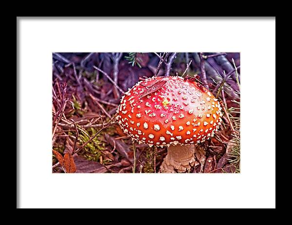 Amanita Muscaria Framed Print featuring the photograph A Fungus Among Us by David Desautel