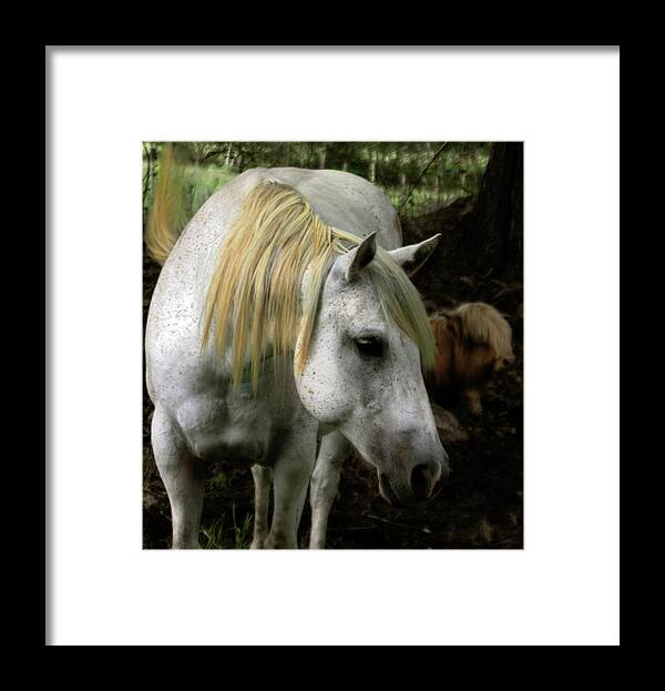 Old Horse Framed Print featuring the photograph A Gentle Old Soul by Wayne King
