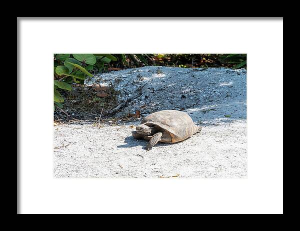 Florida Framed Print featuring the photograph A Gopher Tortoise roams from its mound at Lovers Key State Park by William Kuta