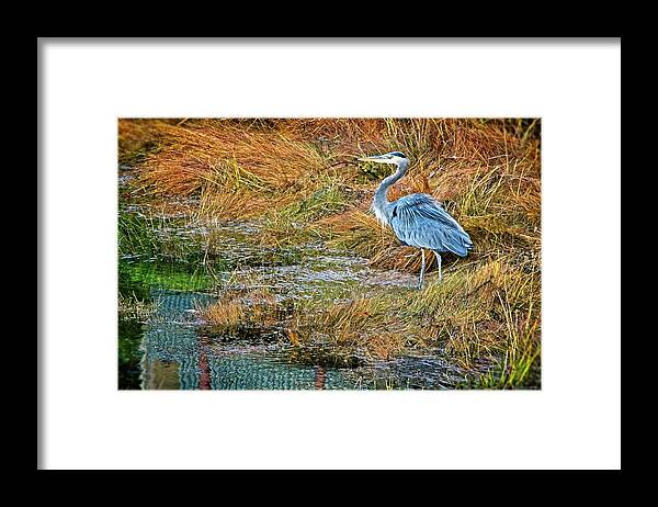Heron Framed Print featuring the photograph A Great Blue by Chuck Burdick