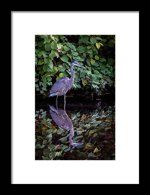 Bronx River Framed Print featuring the photograph A Great Blue Heron and Its reflection in the Bronx River by Kevin Suttlehan